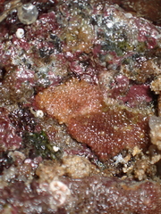 Schizoporella unicornis