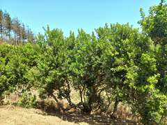Schinus latifolia