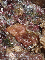 Schizoporella unicornis
