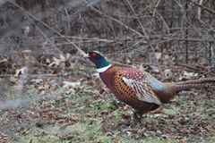 Phasianus colchicus