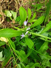 Campanula rapunculus lambertiana