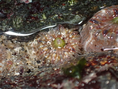 Aulactinia verrucosa