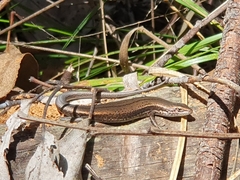 Pseudemoia entrecasteauxii