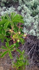 Cyphostemma quinatum