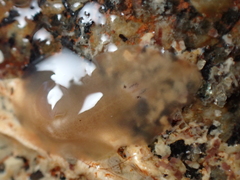 Leptoplana tremellaris