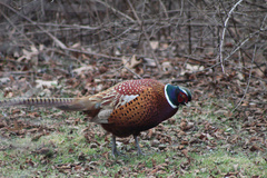 Phasianus colchicus