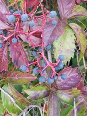 Parthenocissus quinquefolia