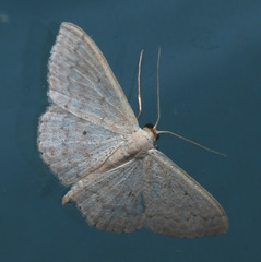 Scopula optivata