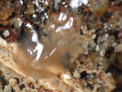 Leptoplana tremellaris