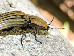 Chalcolepidius silbermanni