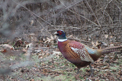 Phasianus colchicus