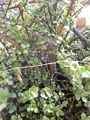 Malacomeles denticulata