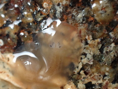 Leptoplana tremellaris