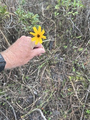 Coreopsis floridana