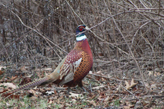 Phasianus colchicus