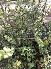 Malacomeles denticulata