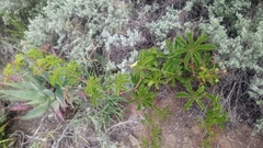 Cyphostemma quinatum