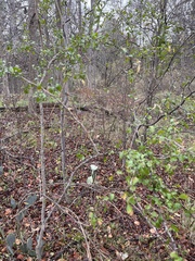 Forestiera pubescens