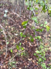 Forestiera pubescens