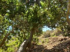 Schinus latifolia