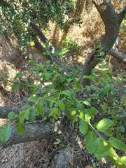Schinus latifolia