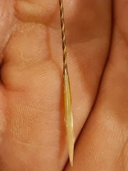 Stipa tirsa