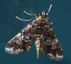 Elophila responsalis
