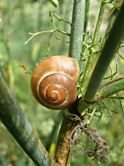 Cepaea nemoralis
