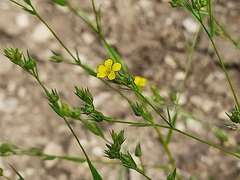 Linum corymbulosum