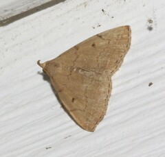 Zanclognatha protumnusalis