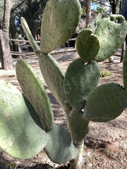 Opuntia jaliscana