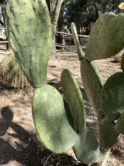 Opuntia jaliscana