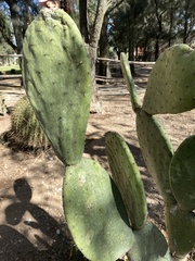 Opuntia jaliscana