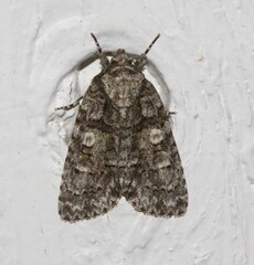 Acronicta increta