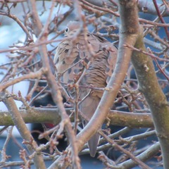Zenaida macroura carolinensis
