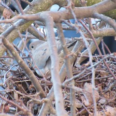 Zenaida macroura carolinensis