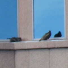 Cathartes aura septentrionalis