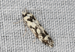 Lichenaula calligrapha