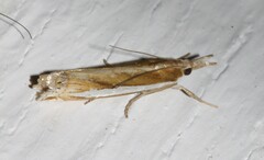 Crambus praefectellus