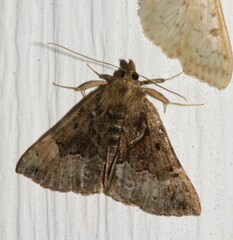 Hypena palparia
