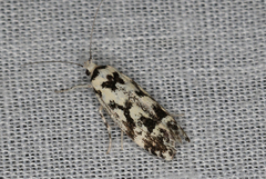 Lichenaula calligrapha