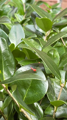 Zelus longipes