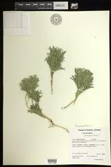 Diphasiastrum complanatum