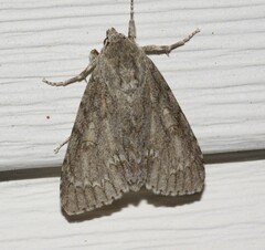 Acronicta americana