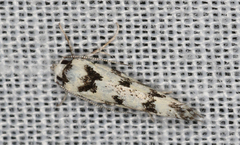 Lichenaula calligrapha