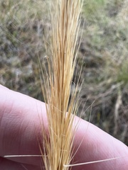 Aristida spiciformis