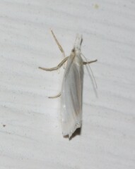 Crambus perlella