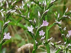 Goniolimon tataricum