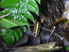 Nyssodesmus python