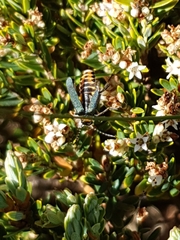 Chauliognathus tricolor